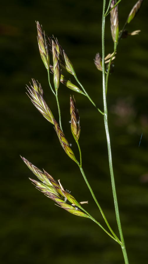 Poaceae